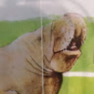 Meet your Posher, Sierra